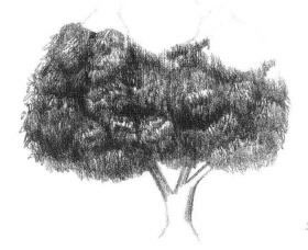 冬青樹(shù)素描畫(huà)法步驟04