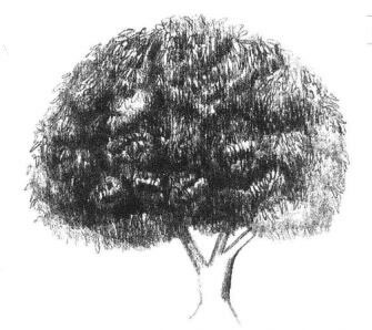 冬青樹(shù)素描畫(huà)法步驟05