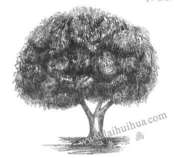 冬青樹(shù)素描畫(huà)法步驟06