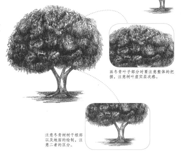 冬青樹(shù)素描畫(huà)法