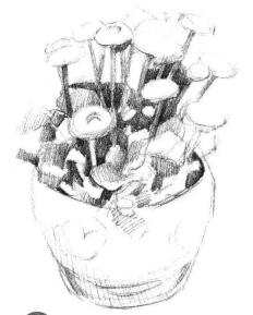 小盆栽雛菊素描畫(huà)法步驟03