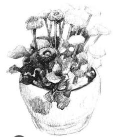 小盆栽雛菊素描畫(huà)法步驟04