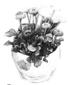 小盆栽雛菊素描畫(huà)法步驟05