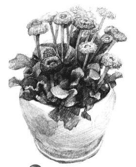小盆栽雛菊素描畫(huà)法步驟06
