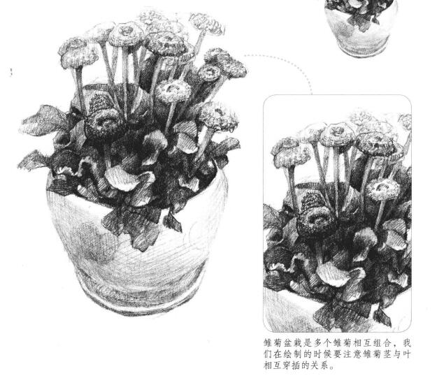 雛菊素描畫(huà)法