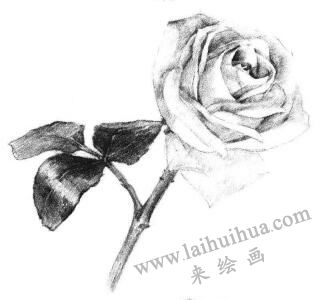 白玟瑰素描畫法步驟05