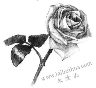 白玟瑰素描畫法步驟07