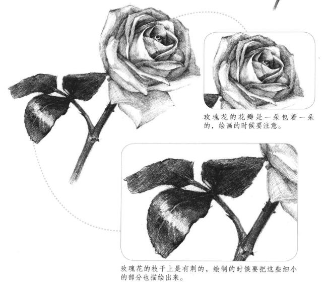 白玟瑰素描畫法