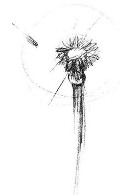 蒲公英素描畫(huà)法步驟02