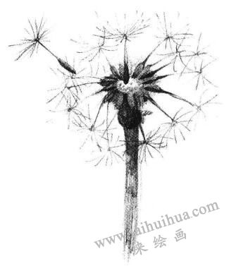 蒲公英素描畫(huà)法步驟03