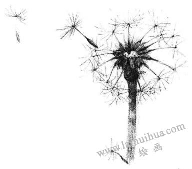 蒲公英素描畫(huà)法步驟04