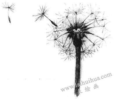 蒲公英素描畫(huà)法步驟05