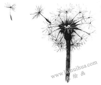 蒲公英素描畫(huà)法步驟06