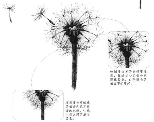 蒲公英素描畫(huà)法