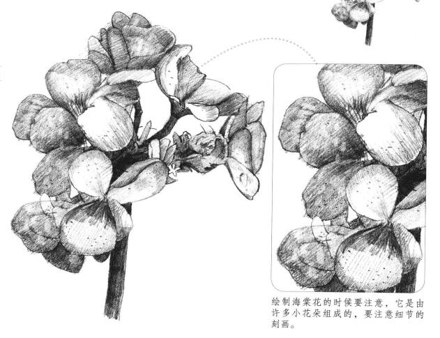 海棠花素描畫(huà)法