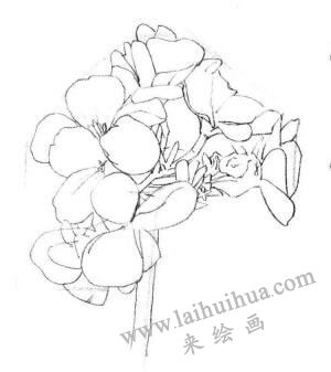 海棠花素描畫(huà)法步驟02