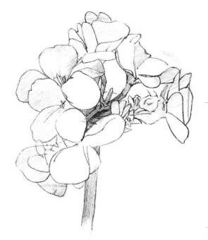 海棠花素描畫(huà)法步驟03