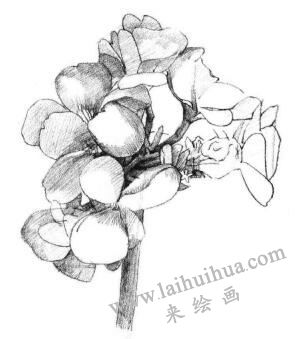 海棠花素描畫(huà)法步驟04