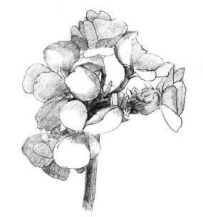 海棠花素描畫(huà)法步驟05
