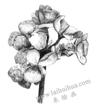 海棠花素描畫(huà)法步驟06