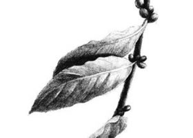 咖啡葉素描畫法