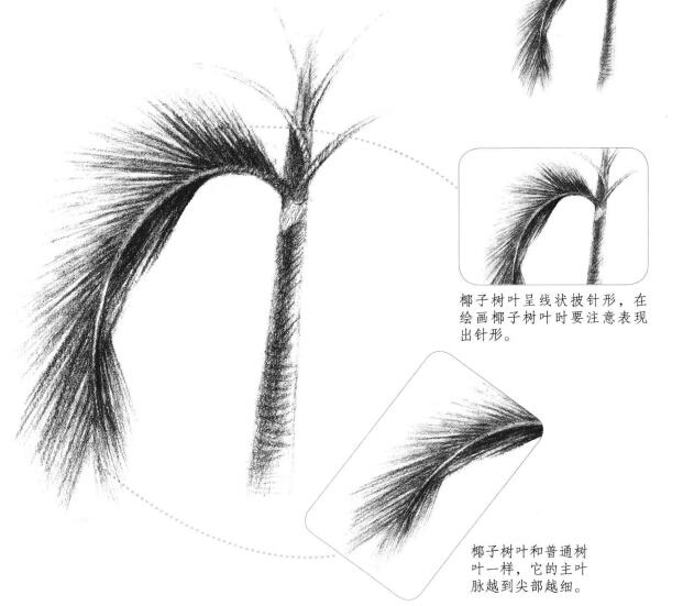 椰子樹葉素描畫法