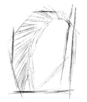 椰子樹葉素描畫法步驟02