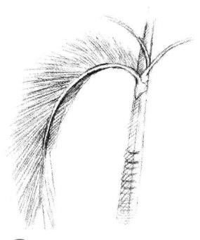 椰子樹葉素描畫法步驟03