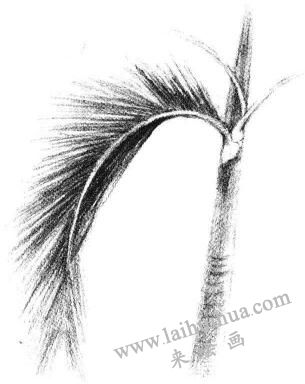 椰子樹葉素描畫法步驟04