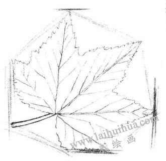 楓葉素描畫(huà)法步驟02