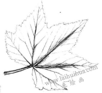 楓葉素描畫(huà)法步驟03