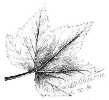 楓葉素描畫(huà)法步驟04