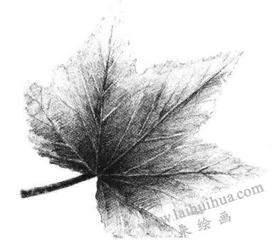 楓葉素描畫(huà)法步驟05