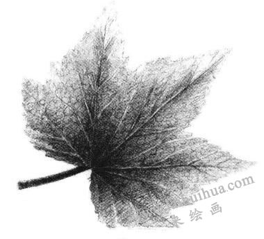 楓葉素描畫(huà)法步驟06