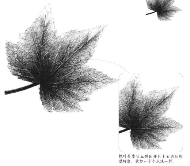 楓葉素描畫(huà)法