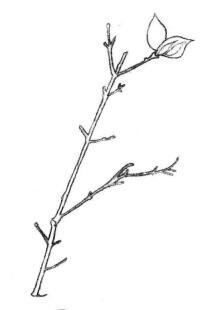 桃樹枝素描畫法步驟01