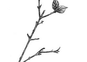 桃樹(shù)枝素描畫法
