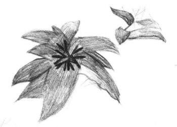 希美麗素描畫法步驟02