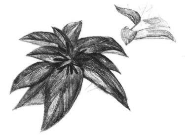 希美麗素描畫法步驟04