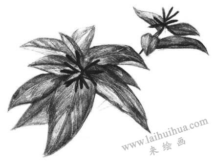 希美麗素描畫法步驟05