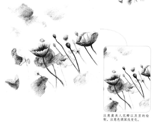 虞美人素描畫法