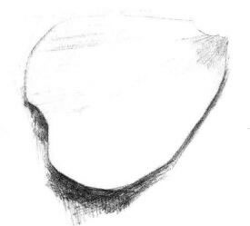 玫瑰花瓣素描畫法步驟03
