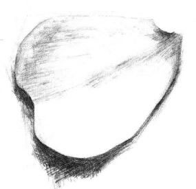 玫瑰花瓣素描畫法步驟05