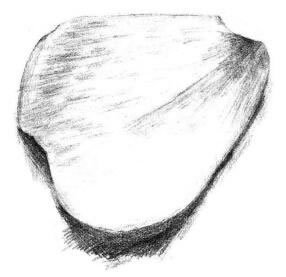 玫瑰花瓣素描畫法步驟06