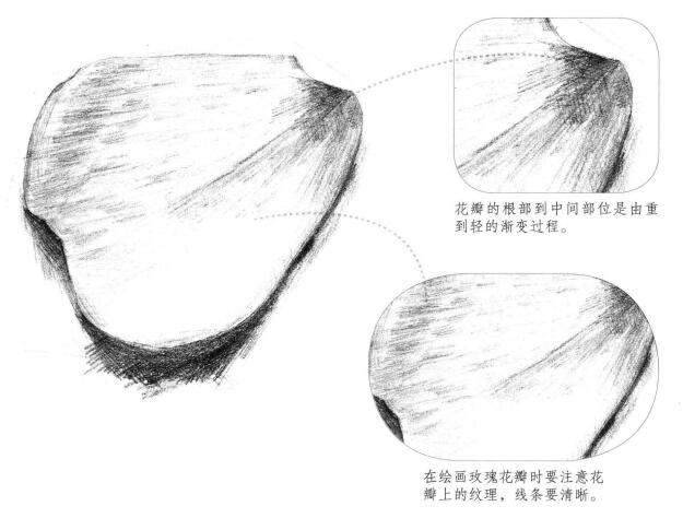 玫瑰花瓣素描畫法