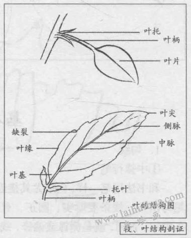 白描花卉的基本筆法：枝、葉結(jié)構(gòu)剖證