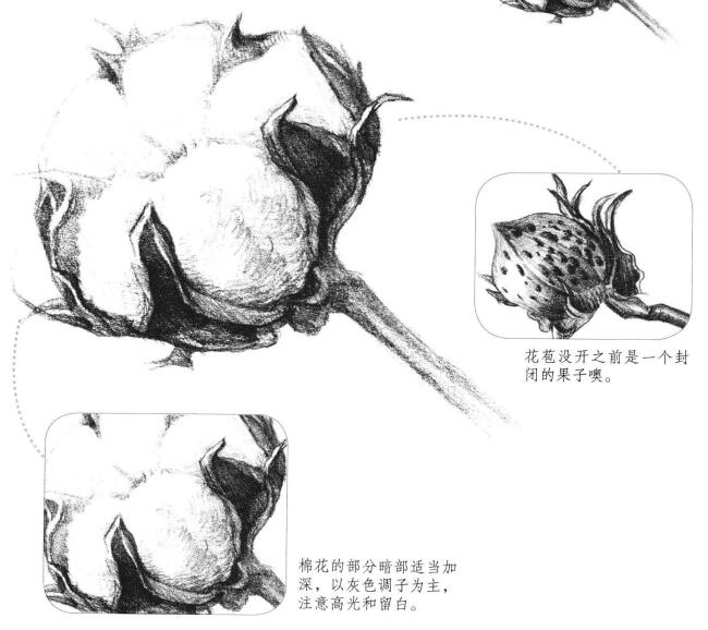 棉花素描畫法