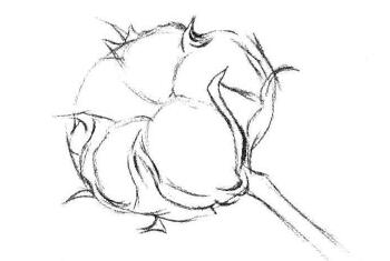 棉花素描畫法步驟02