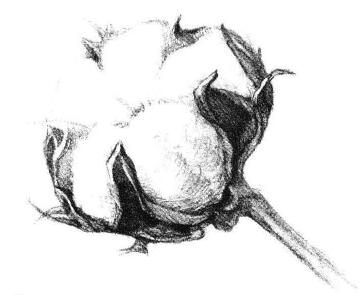棉花素描畫法步驟04