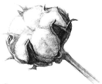 棉花素描畫法步驟06